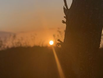 Close-up of silhouette plant against sky during sunset