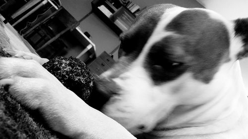 Close-up of hand with dog