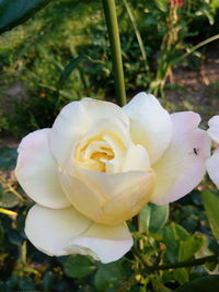 Close-up of white rose blooming outdoors