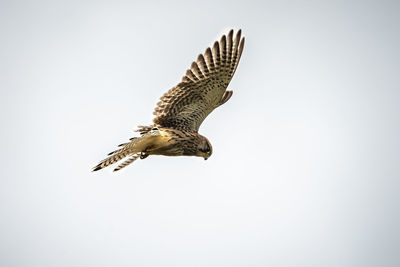 Low angle view of kestrel flying against clear sky