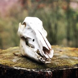 Close-up of animal skull
