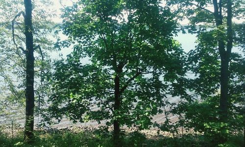 Trees in forest