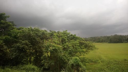 Trees on field against sky