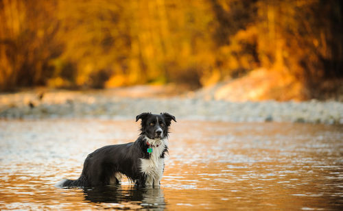 Portrait of dog in water