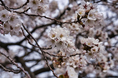 Close-up of cherry blossoms in spring