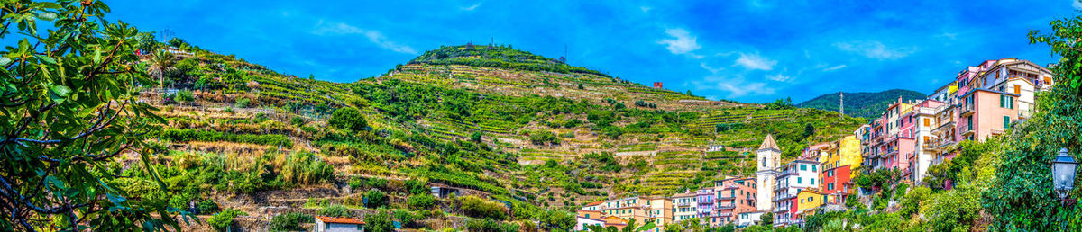 Panoramic view of trees and plants against sky