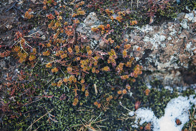 Close-up of plants growing on field