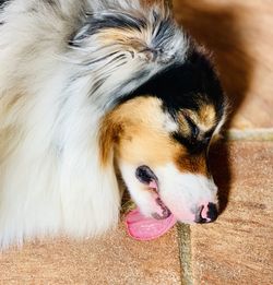 High angle view of dog sticking out tongue
