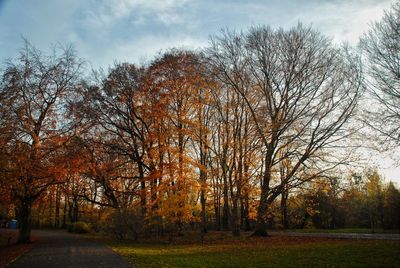 Bare trees in forest during autumn