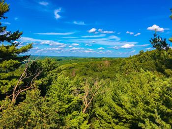 Dense forest trees against sky