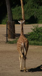 Giraffe standing on tree at zoo