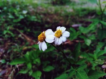 Close-up of white flowering plant