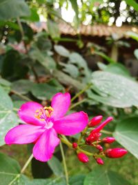 Close-up of honey bee on pink flower blooming outdoors