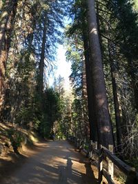 Empty road along trees