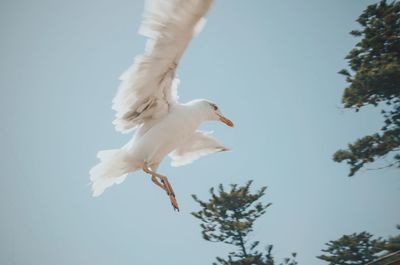 A portrait of a seagull fliying with a blue clean sky and a small plant 