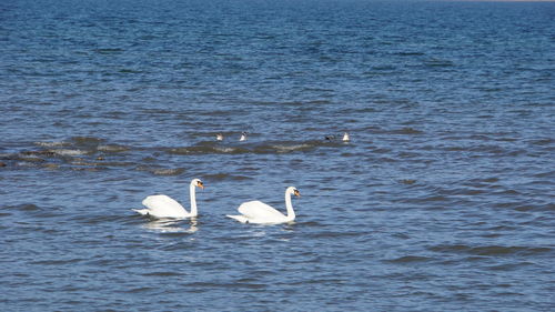 Swans swimming in lake