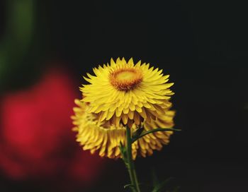Close-up of yellow flower against black background