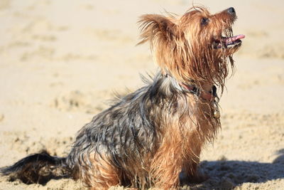 Close-up of a dog looking away