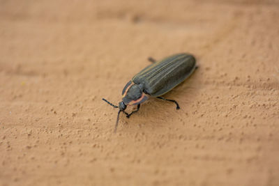 High angle view of insect on sand