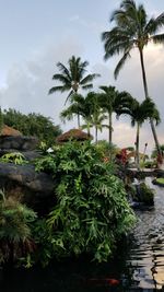 Palm trees by plants against sky