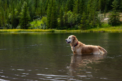 High angle view of golden retriever on lake against trees