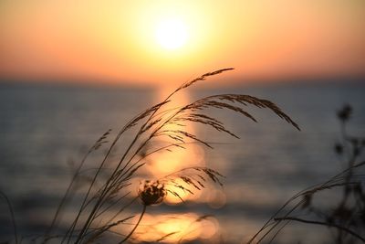 Close-up of silhouette plant against sea during sunset