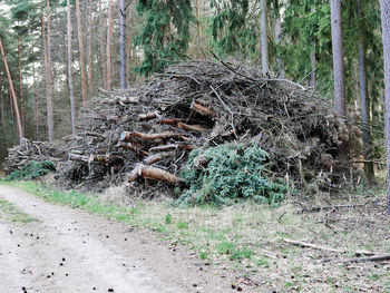 View of tree trunk in forest