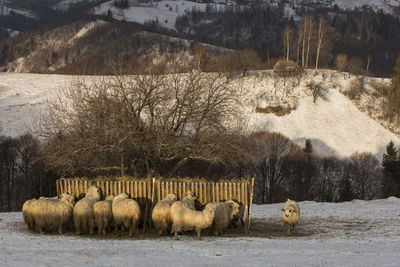 Hay bales on field during winter