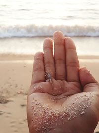Cropped hand of person holding tiny crab at beach