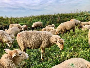 Sheep grazing in a field