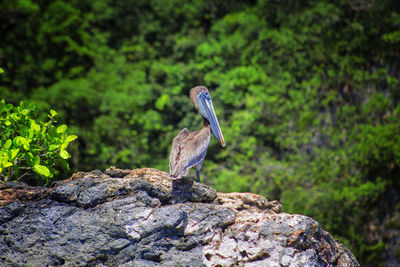 Pelican perching on rock against trees