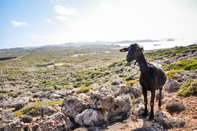 A brown goat stand in a field of menorca island, spain