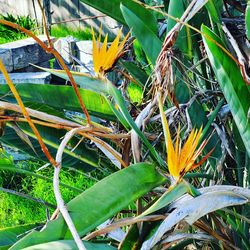 Close-up of yellow flowering plant on field