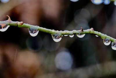 Close-up of raindrops on twig