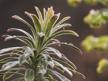 Close-up of plant