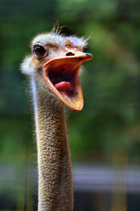 Close-up portrait of ostrich