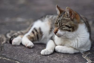 Close-up of a cat sleeping