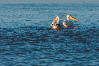 View of swans swimming in lake