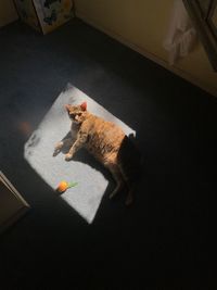 High angle view of cat at home
