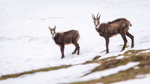 Deer on snow covered field