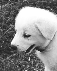 Close-up of dog looking away