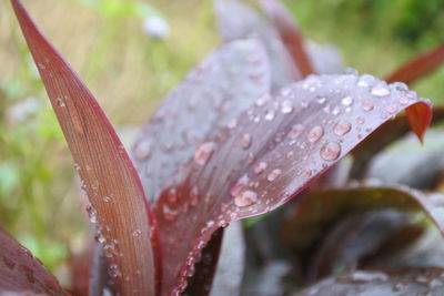 Close-up of raindrops on wet leaves