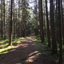 Walkway amidst trees in forest