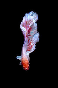 Close-up of fish swimming in sea