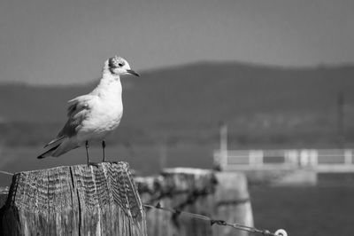 Close-up of seagull perching on wooden post