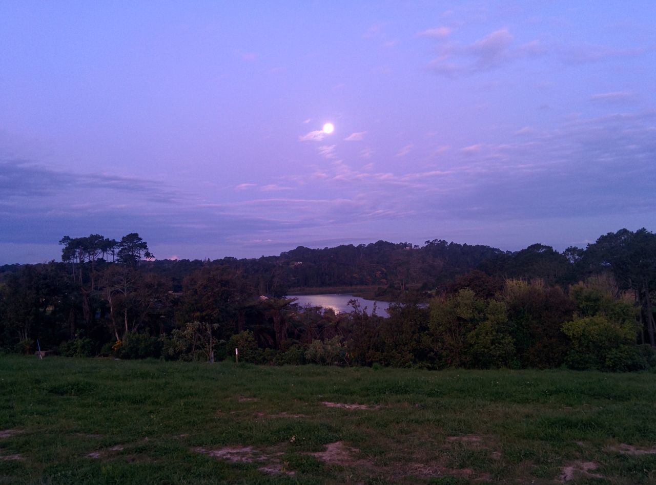 TREES ON COUNTRYSIDE LAKE