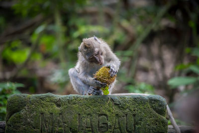 Monkey sitting on rock