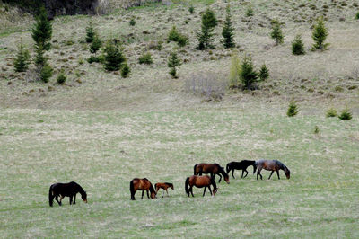 Grazing horses in green meadow