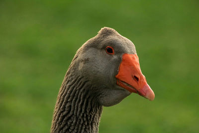 Close-up of swan