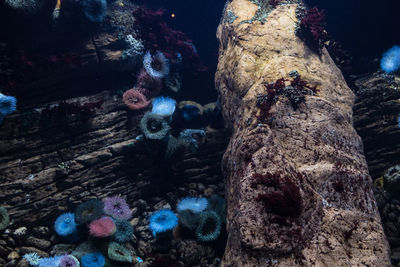 Close-up of turtle on rock